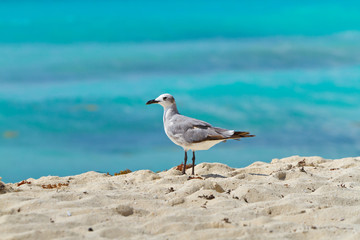 Seagull on the Caribbean beach of Mexico