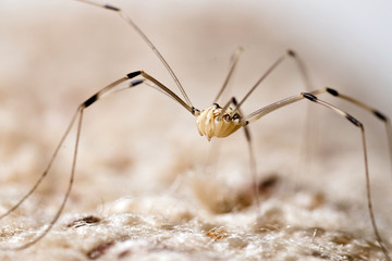 Granddaddy longlegs spider
