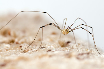 Granddaddy longlegs spider