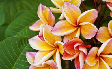 Obraz na płótnie Canvas frangipani (plumeria, templetree) flower