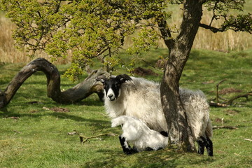 ewe feeding little lamb