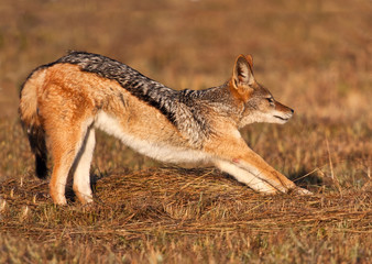 Jackal stretching after a morning snooze