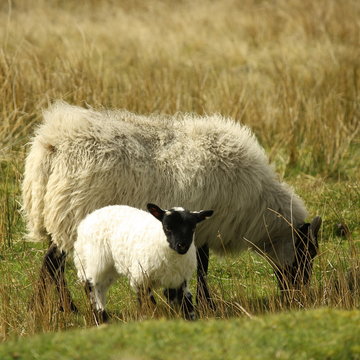 Ewe With Little Lamb