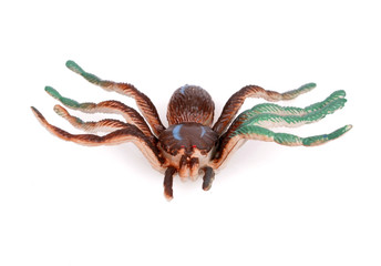 Colorful Plastic Toy Spiders on White Background