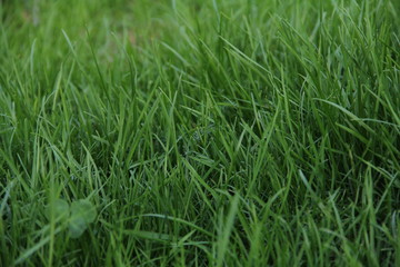 Fototapeta na wymiar grass