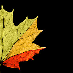 Maple leaf showing different seasons by colors