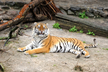Tiger