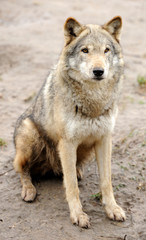 Naklejka na ściany i meble Timber Wolf (Canis lupus)