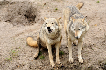 Timber Wolf (Canis lupus)