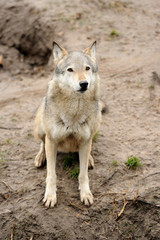 Obraz na płótnie Canvas Timber Wolf (Canis lupus)