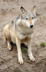 Naklejka na ściany i meble Timber Wolf (Canis lupus)