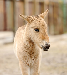 Obraz premium Horse foal