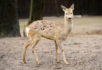 Young deer