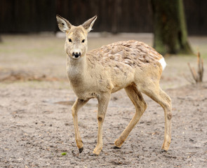 Young deer