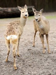 Young deer