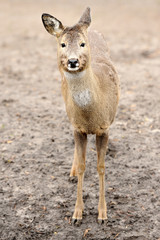 Young deer