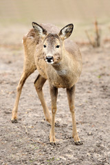 Young deer