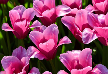 beautiful tulips in sunlight
