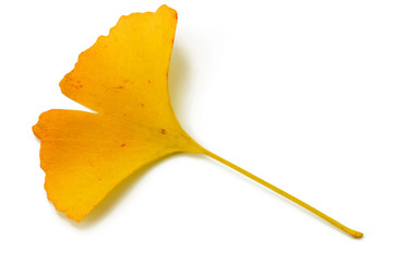 Ginkgo
