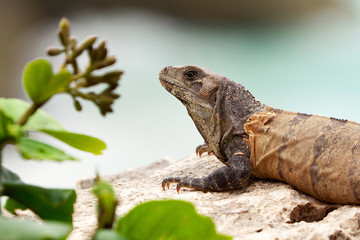 Wild iguana portrait in wildlife