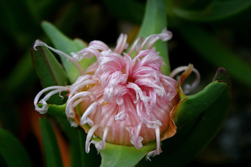 Fiore di pianta grassa