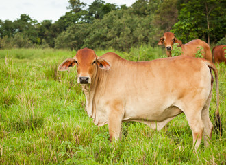 Brahman cattle