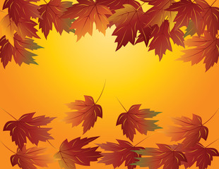 Maple Leaves in Fall Illustration