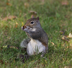 Gray Squirrel