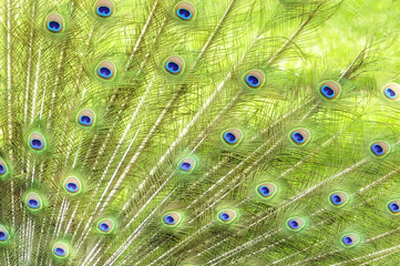 Obraz premium Peacock Feathers