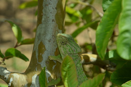 Camaleão - Chameleon