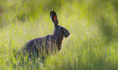 Wild rabbit in the grass, in summer