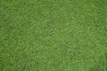 Obraz premium grass