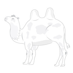 Drawing of the camel on white background