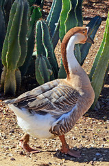 Wildlife Photos - Goose