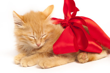 red kitten with red ribbon