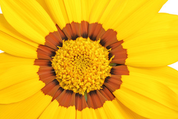 yellow and brown daisy flower