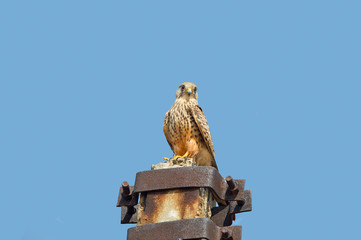 Obraz premium Common Kestrel