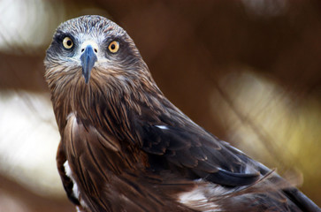 Wildlife Photos - Snake Eagles Circaetus