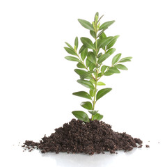 Young plant in ground isolated on white