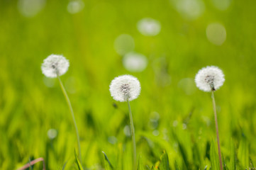 White dandelions on a green background