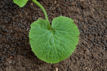 piantina di zucchino