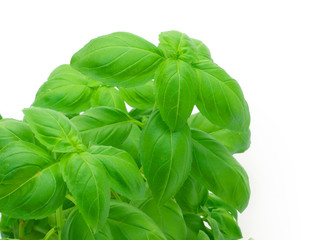 Basil