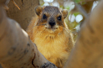 Wildlife Photos - Rock Hyrax on a tree