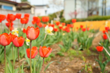 チューリップのクローズアップ