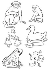 Mother & baby monkey, duck & frog