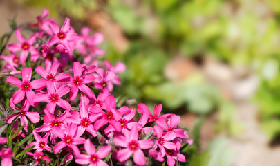 Obraz premium pink blossoming plants in the spring garden