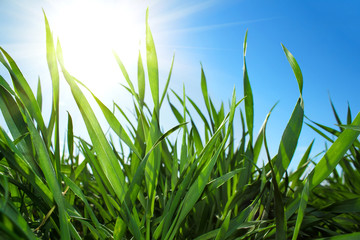 Obraz premium Green grass and blue sky with sun