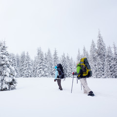 Hiker in the winter forest