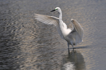 羽ばたくダイサギ