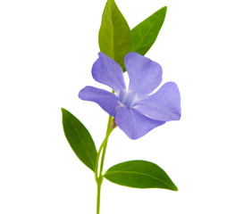 periwinkle flower isolated